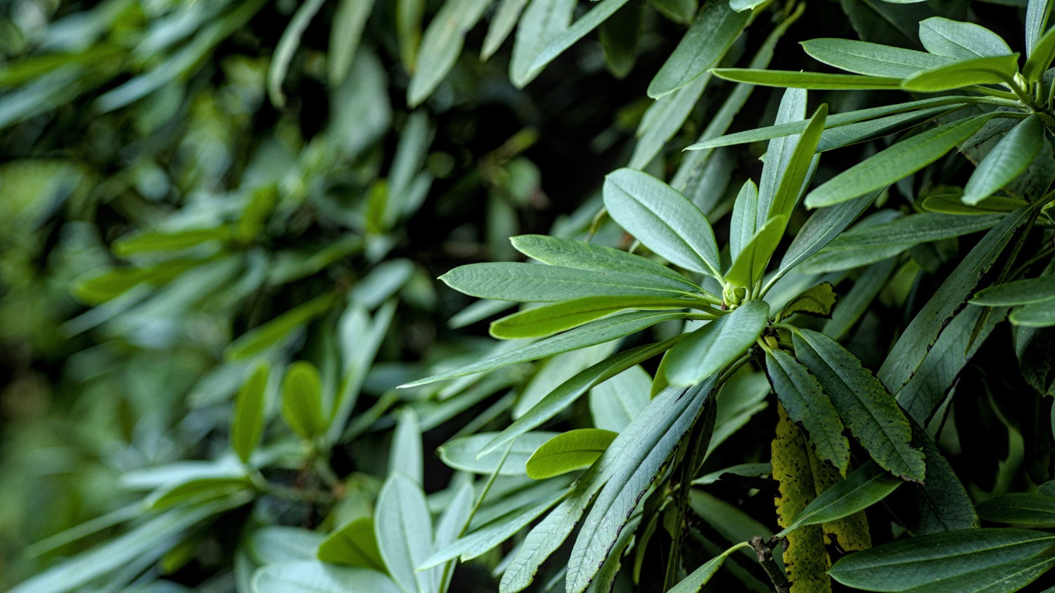 搭建个人防盗链图床