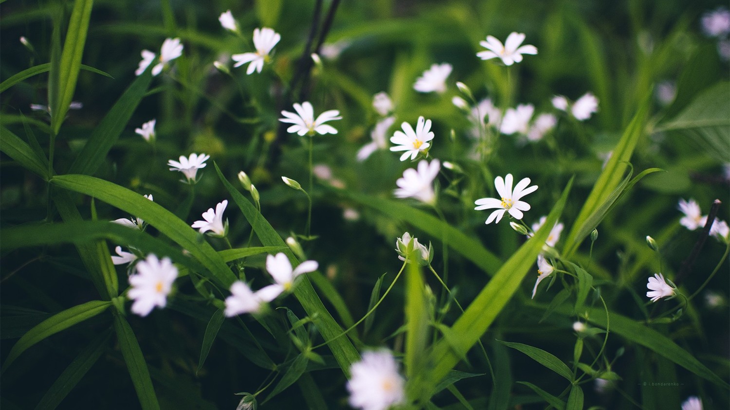 搭建个人防盗链图床