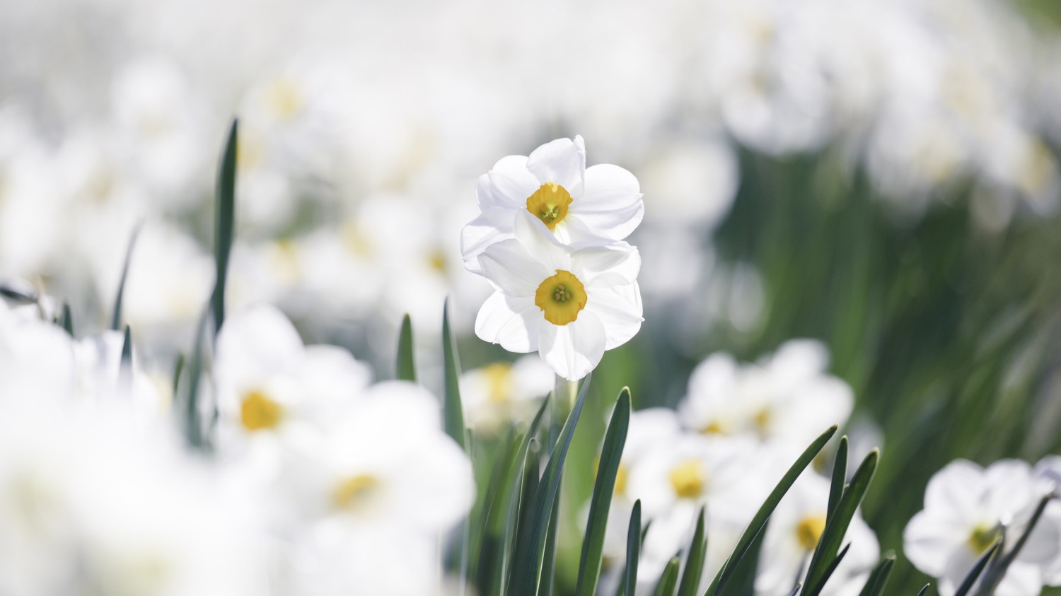 写了两个随机小姐姐视频的Api代码