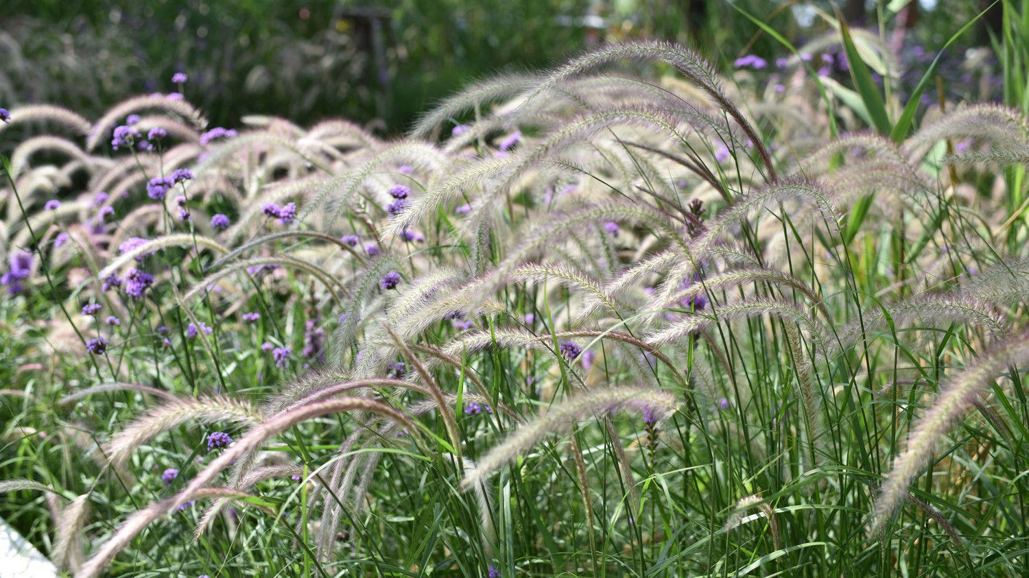 写了两个随机小姐姐视频的Api代码