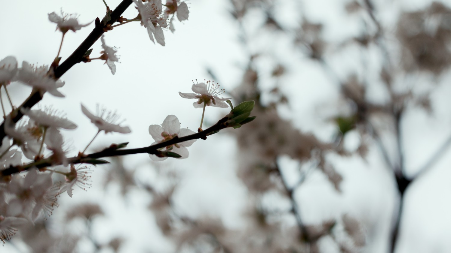 写了两个随机小姐姐视频的Api代码