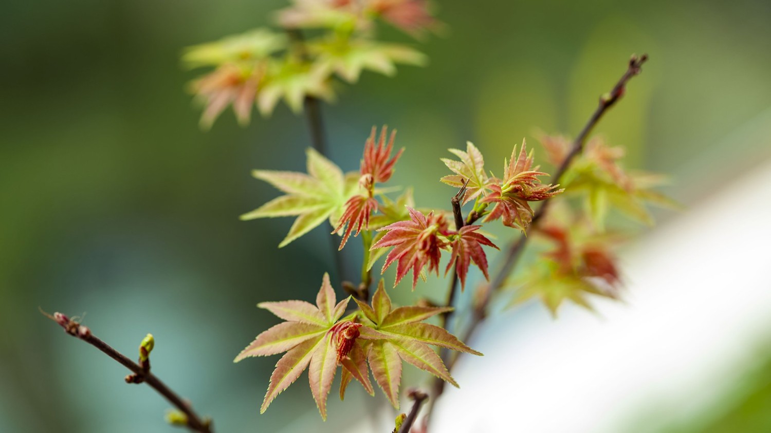 搭建个人防盗链图床