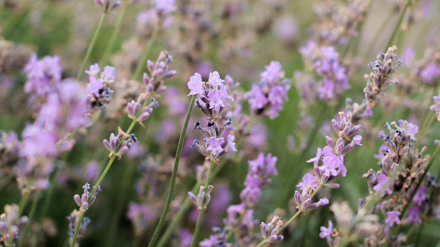 本地搭建网站IP访问统计