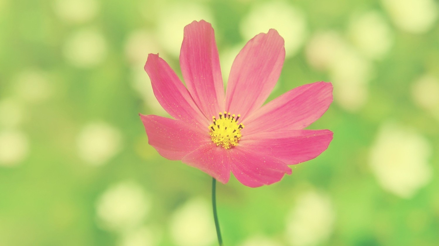 写了两个随机小姐姐视频的Api代码