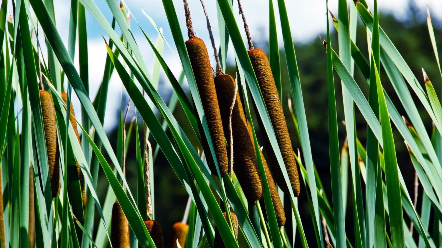 CFT的优选IP使用方法