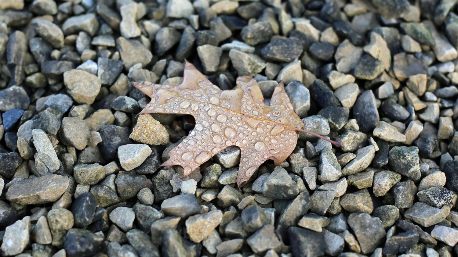 Emlog更换域名后，内链修复