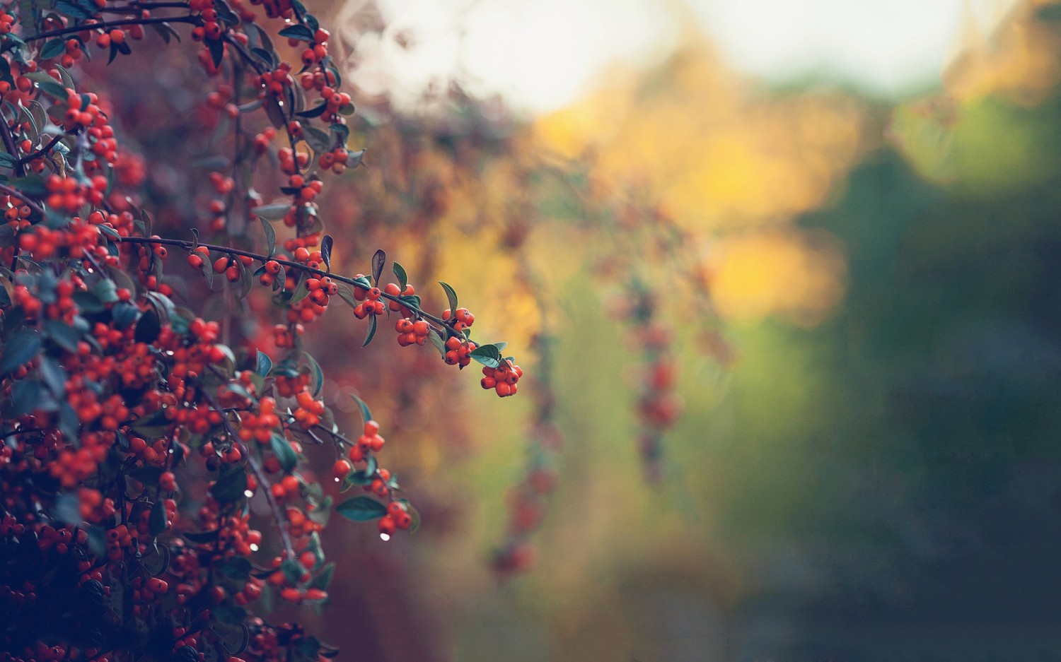 server 2012 2019 2022 没有预览图片