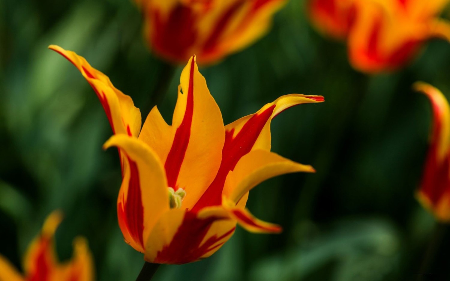 写了两个随机小姐姐视频的Api代码