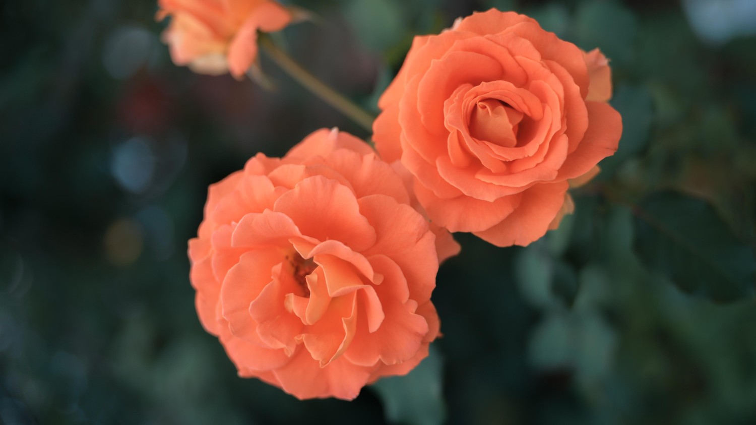 写了两个随机小姐姐视频的Api代码