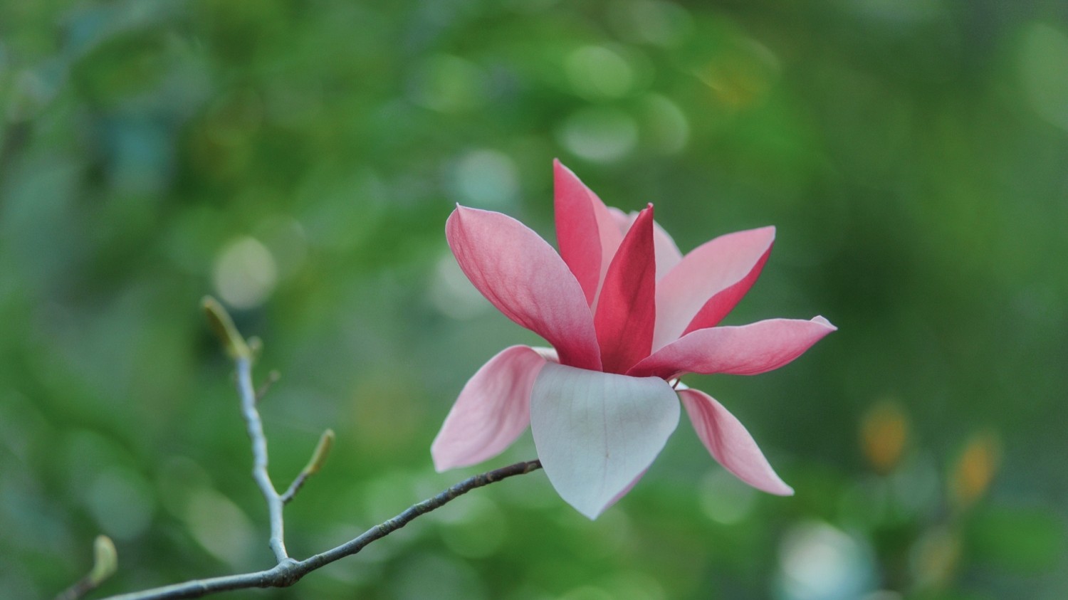 页面链接全部使用新窗口打开