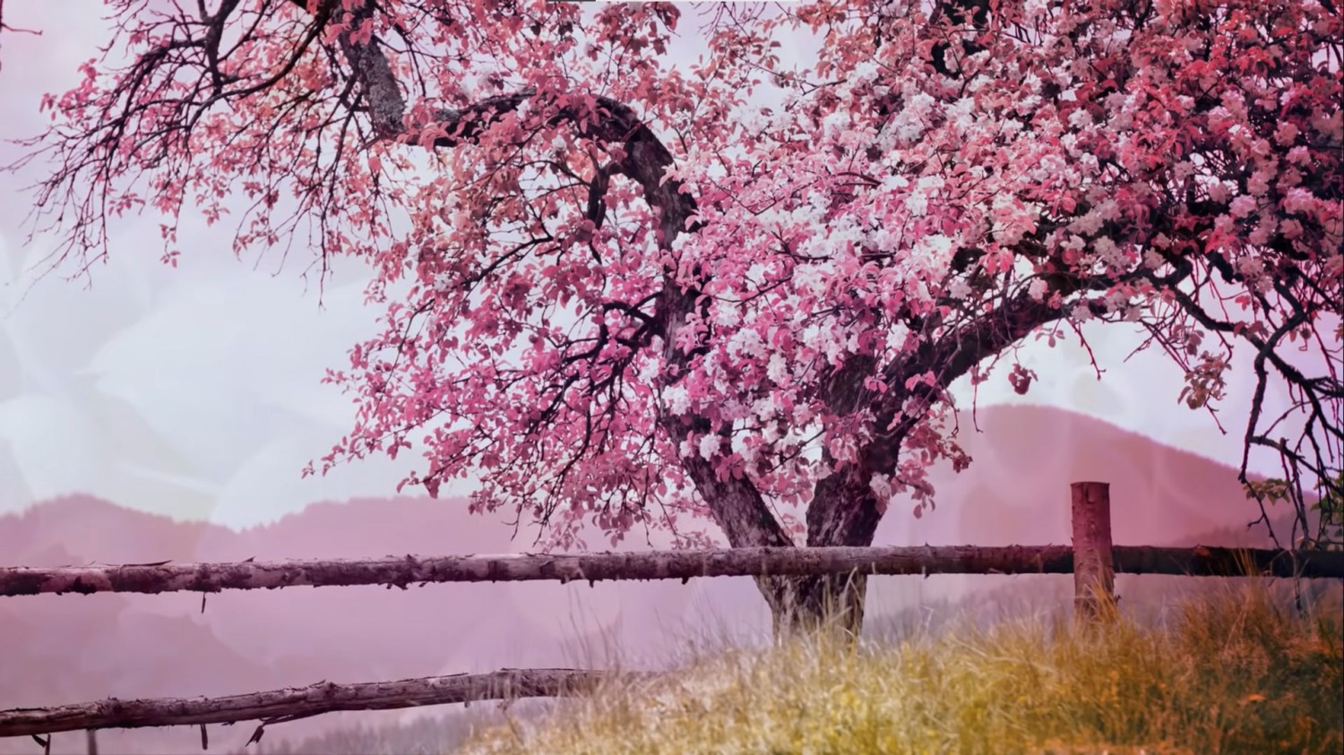 本地搭建网站IP访问统计