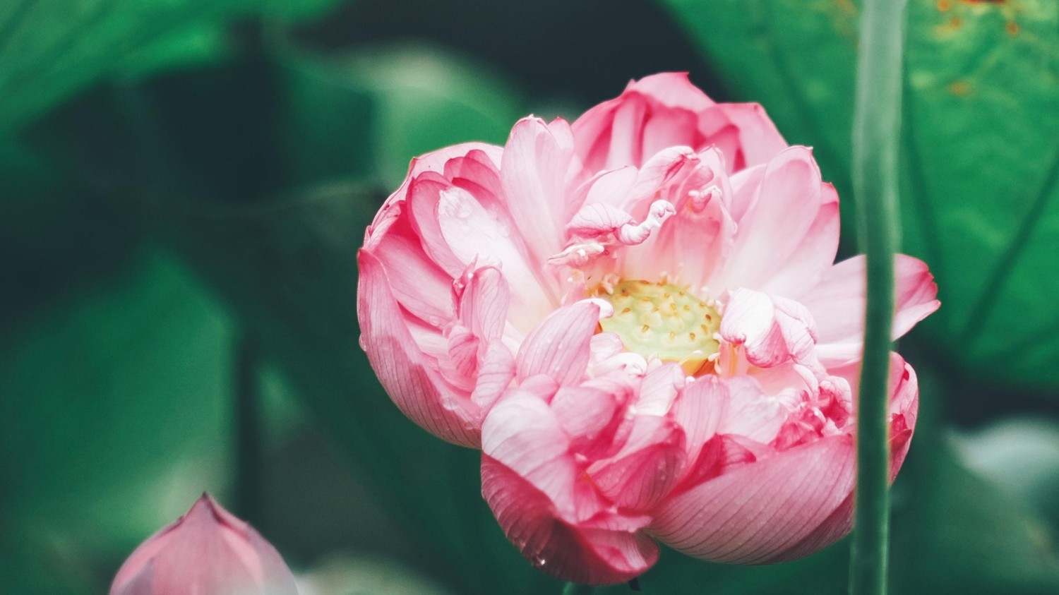 本地搭建网站IP访问统计