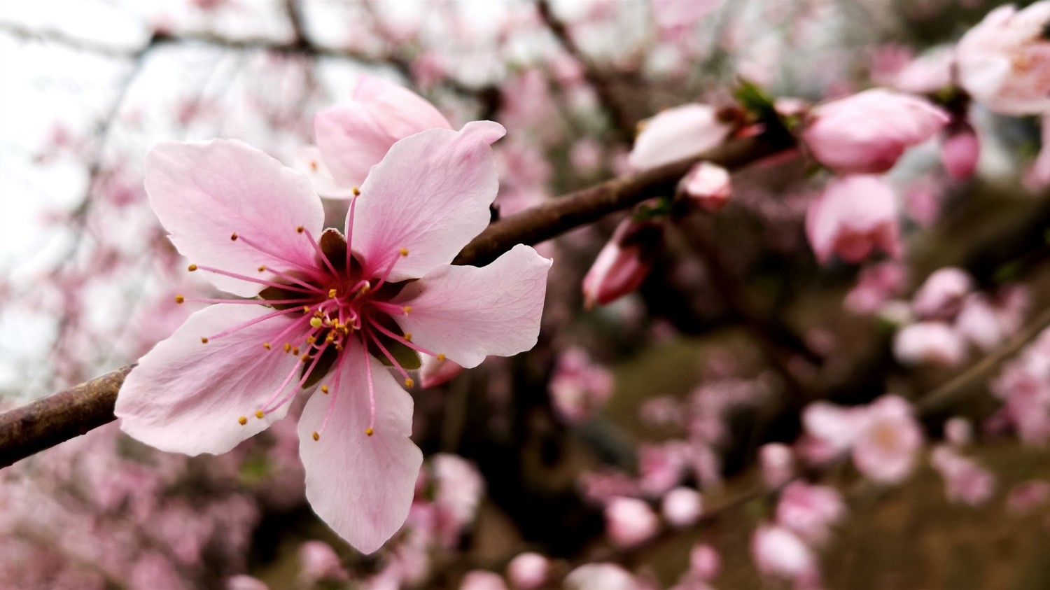 本地搭建网站IP访问统计