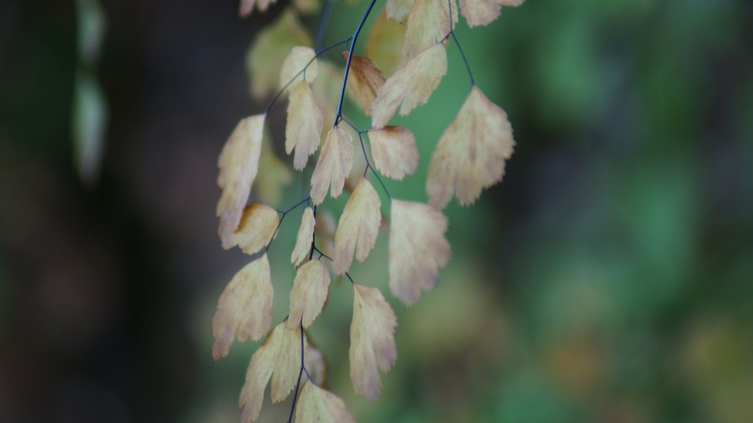 将群晖作为 Mac 系统的 Time Machine 时间机器备份磁盘