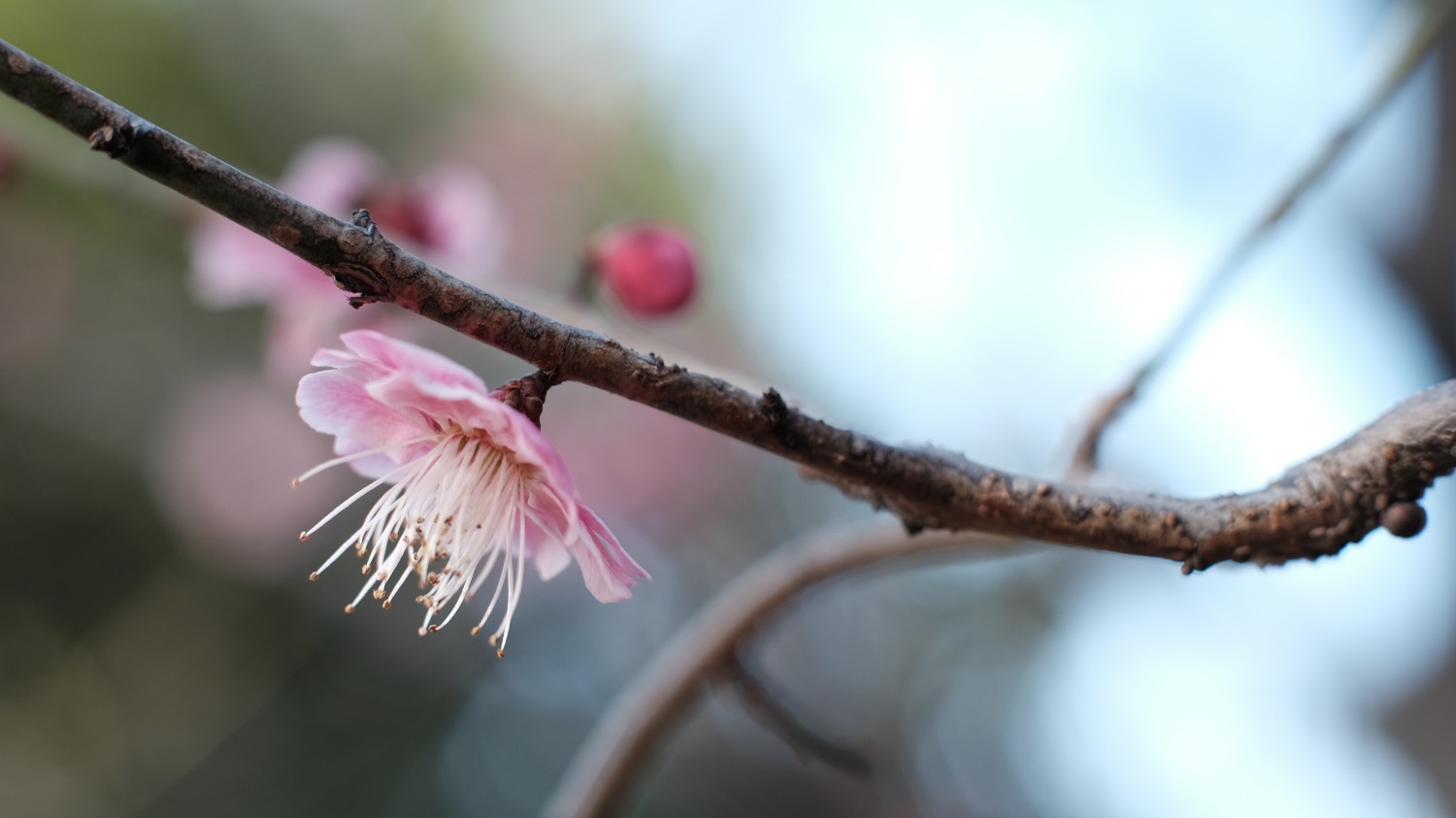 搭建个人防盗链图床