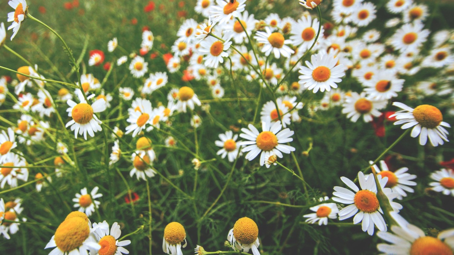 一个简易的照片墙效果页面代码