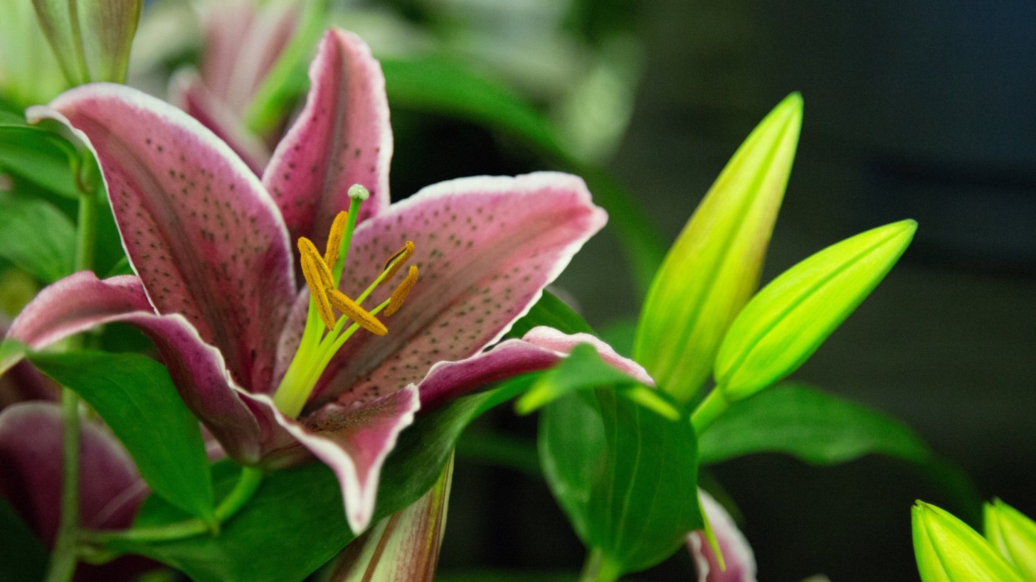 写了两个随机小姐姐视频的Api代码