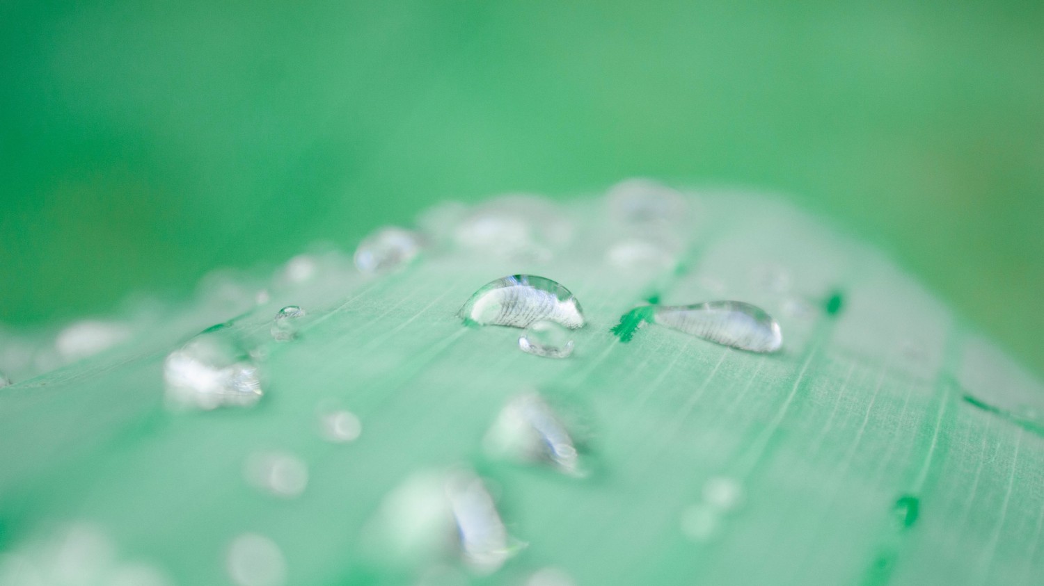 写了两个随机小姐姐视频的Api代码