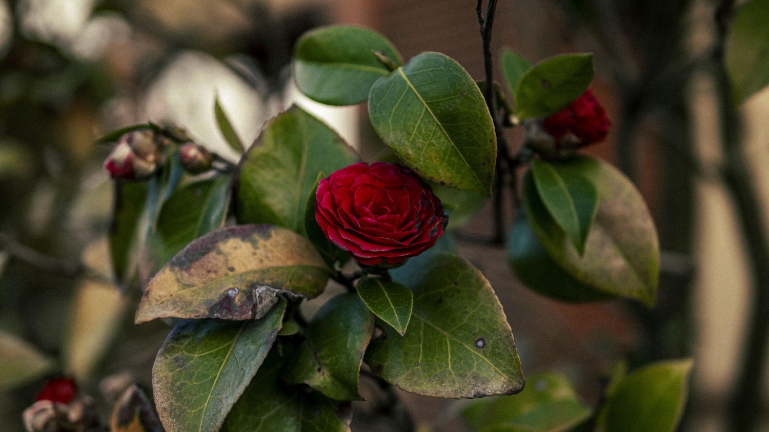 Emlog更换域名后，内链修复