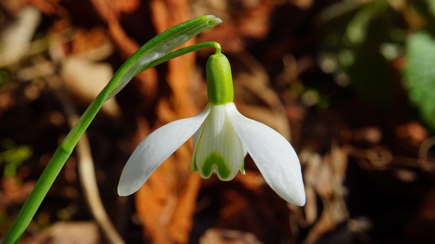 server 2012 2019 2022 没有预览图片