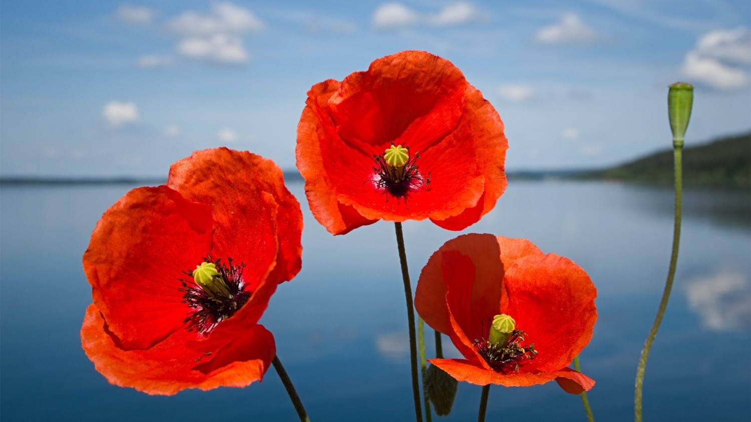 写了两个随机小姐姐视频的Api代码