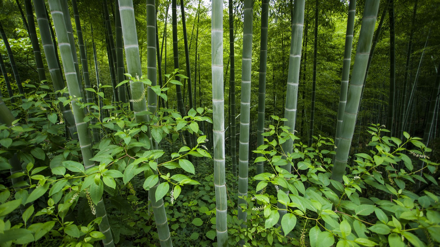 本地搭建网站IP访问统计