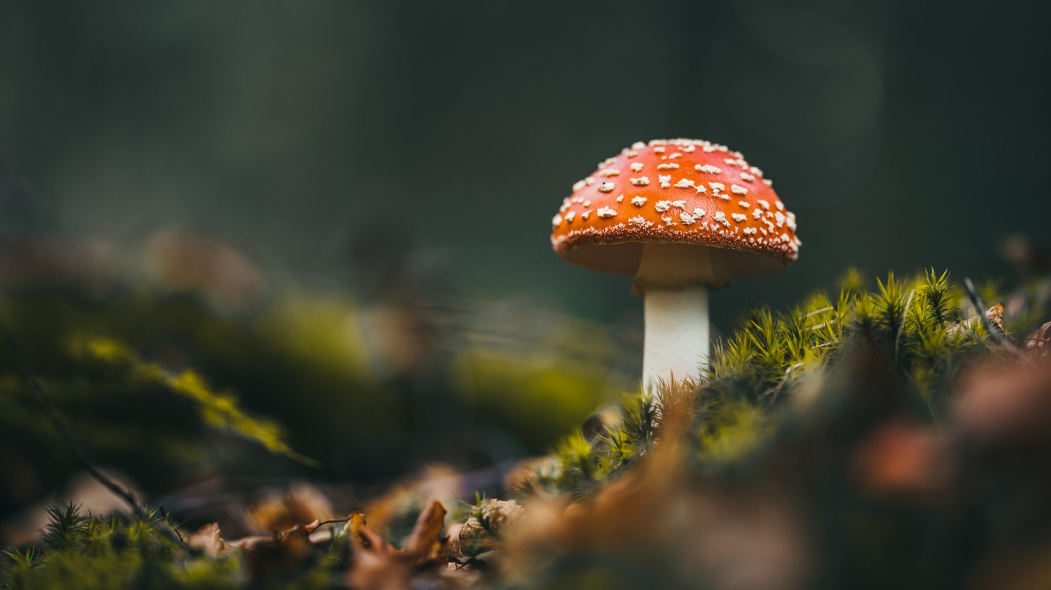 写了两个随机小姐姐视频的Api代码