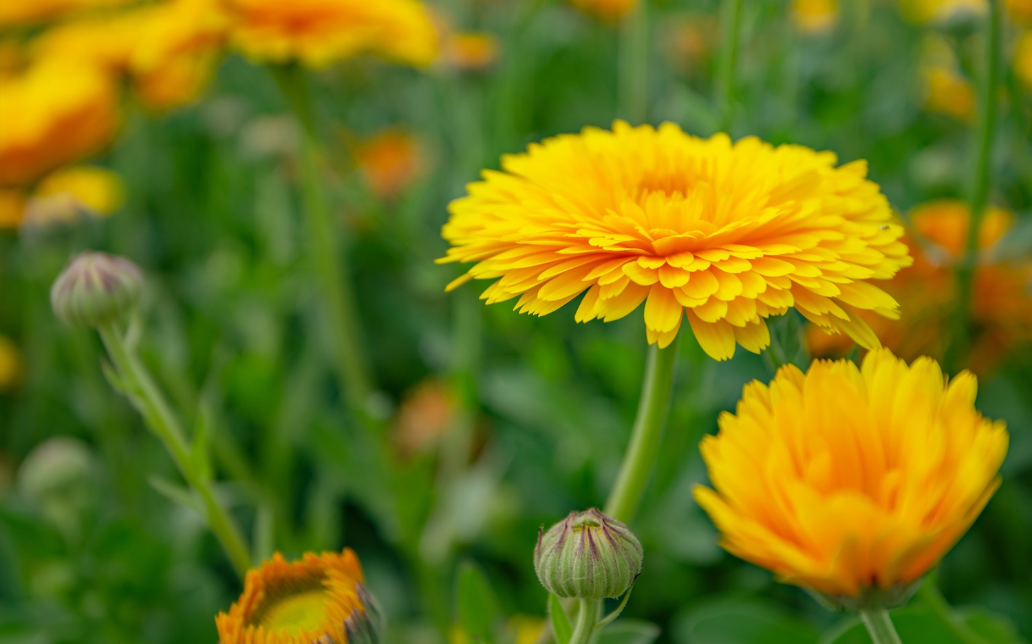 写了两个随机小姐姐视频的Api代码