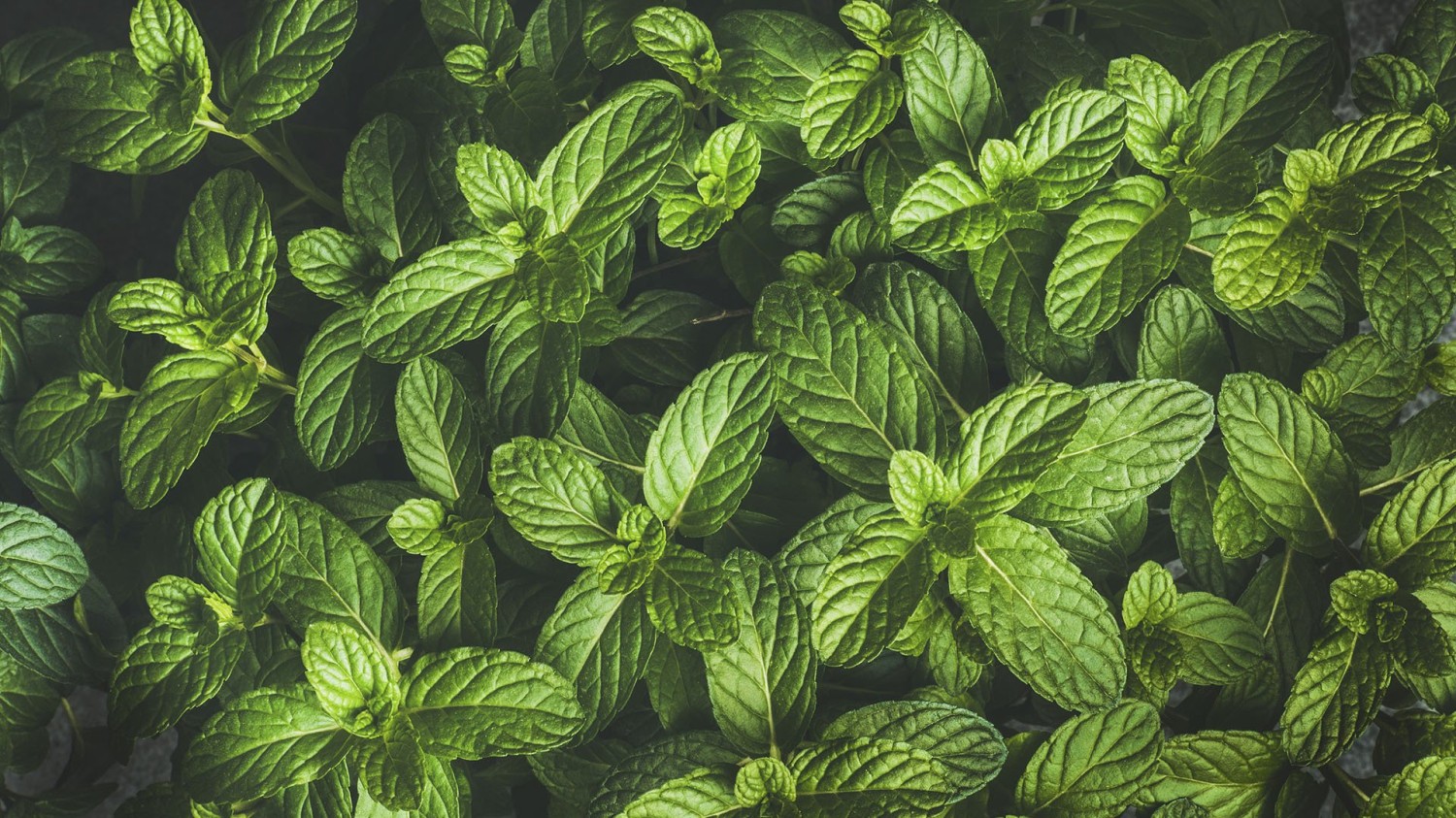 新手该如何使用GPT生成适合自己的代码