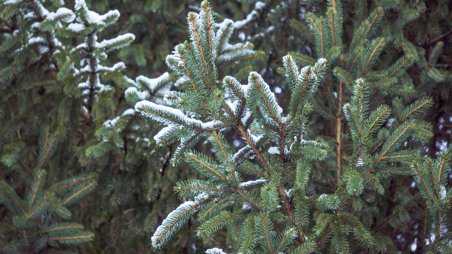本地搭建网站IP访问统计