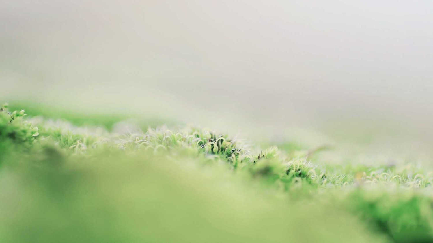 写了两个随机小姐姐视频的Api代码