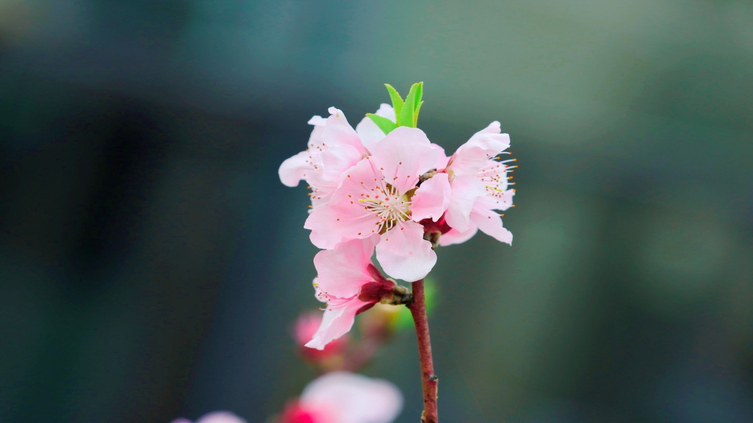 写了两个随机小姐姐视频的Api代码