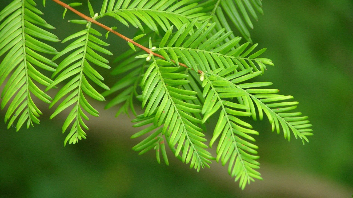 搭建个人防盗链图床