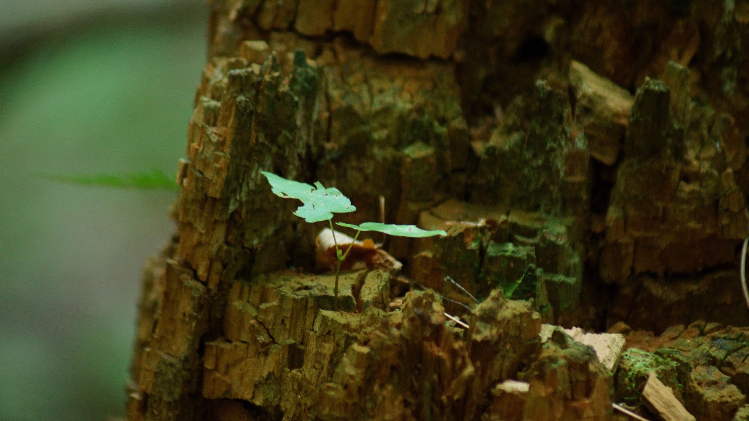搭建个人防盗链图床