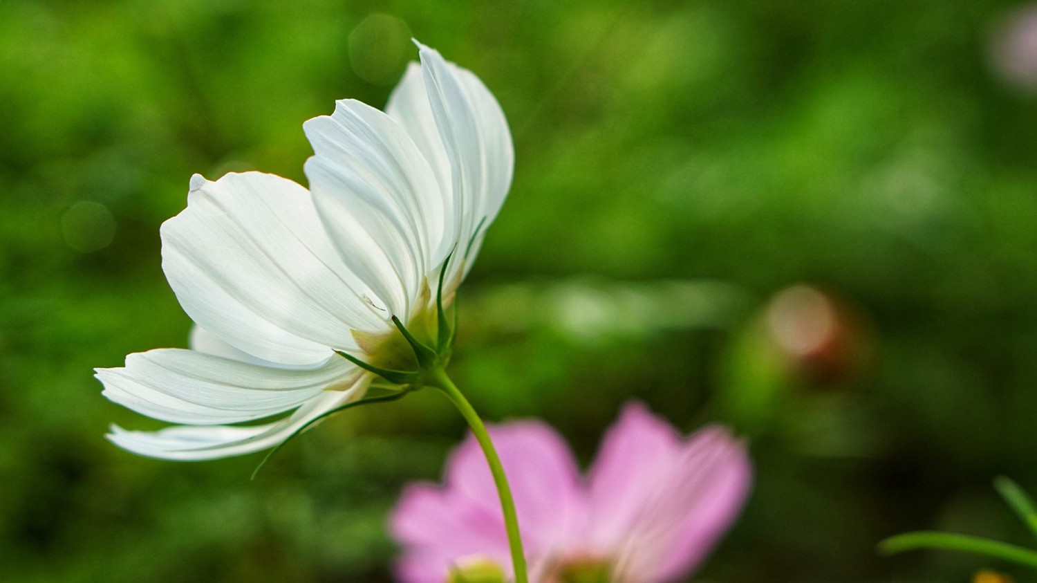 Windows Server 设置使用照片查看器查看图片的设置方法