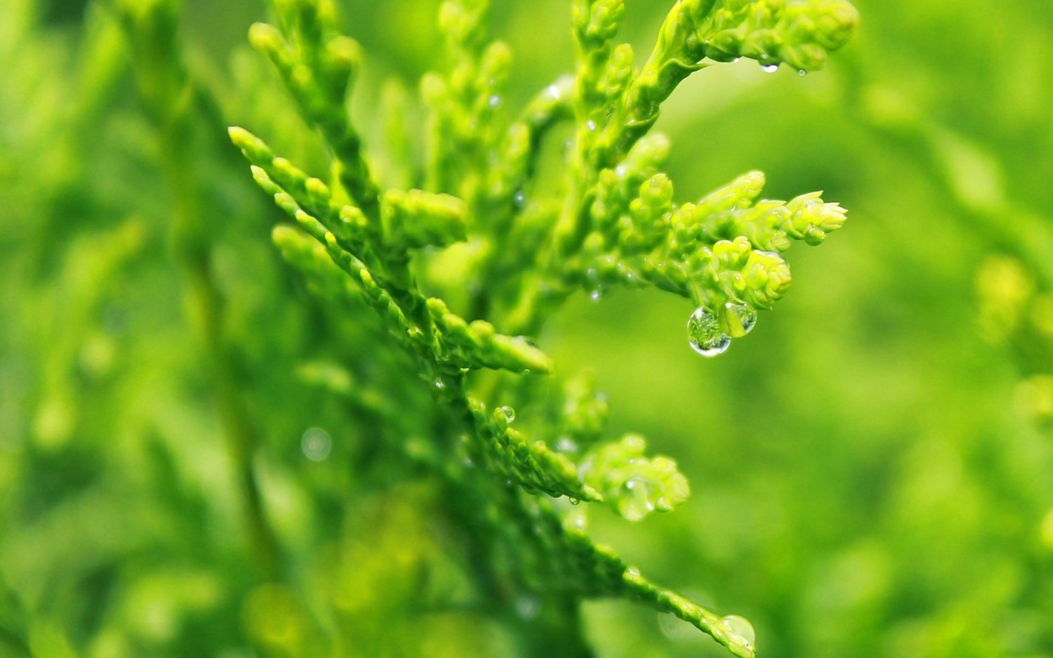 搭建个人防盗链图床