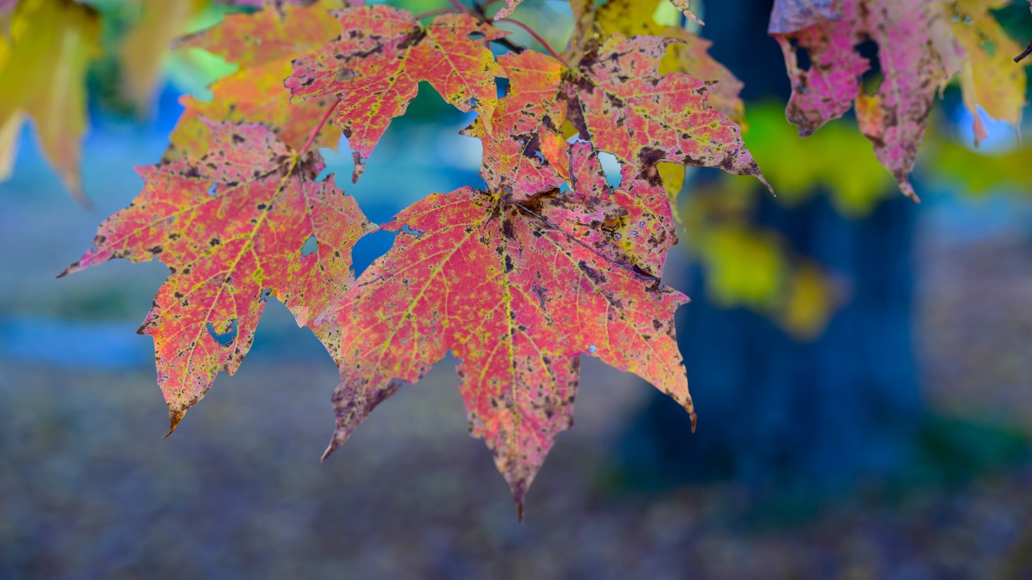写了两个随机小姐姐视频的Api代码