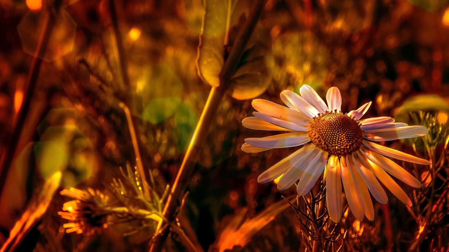 写了两个随机小姐姐视频的Api代码