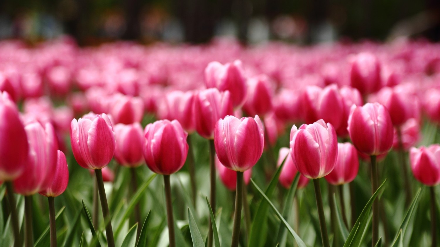 搭建个人防盗链图床