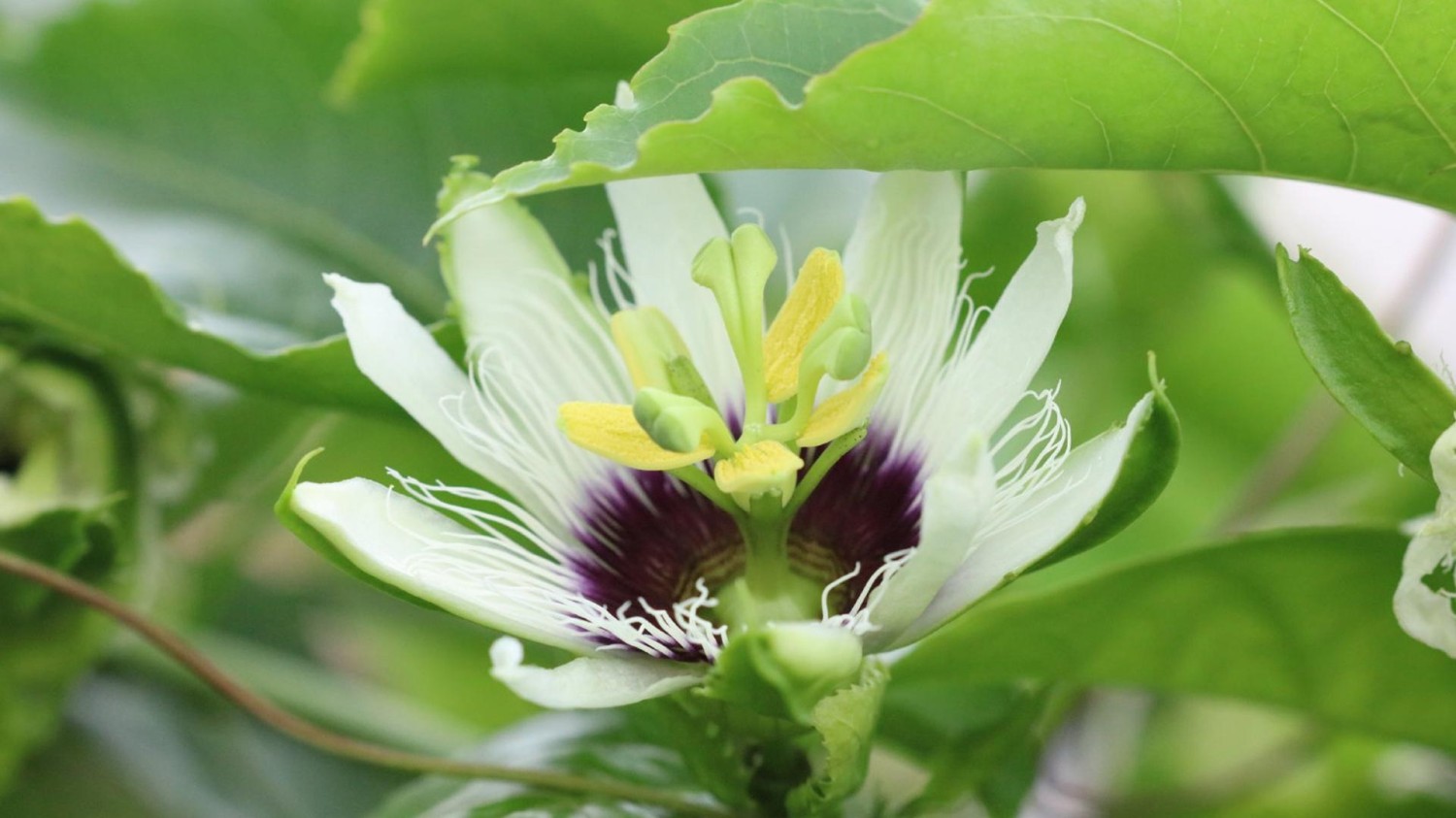 HTML5版本3D电子相册