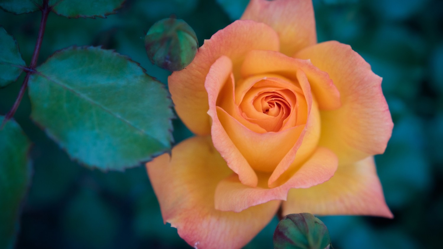 HTML5版本3D电子相册