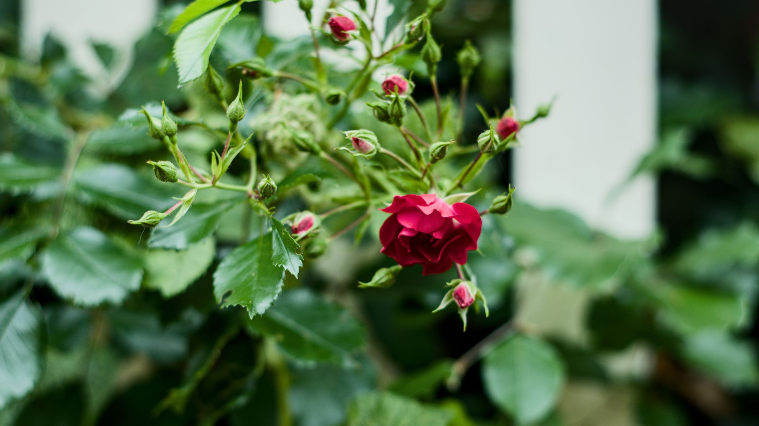 防止文章附件被盗链，单文件解决方法