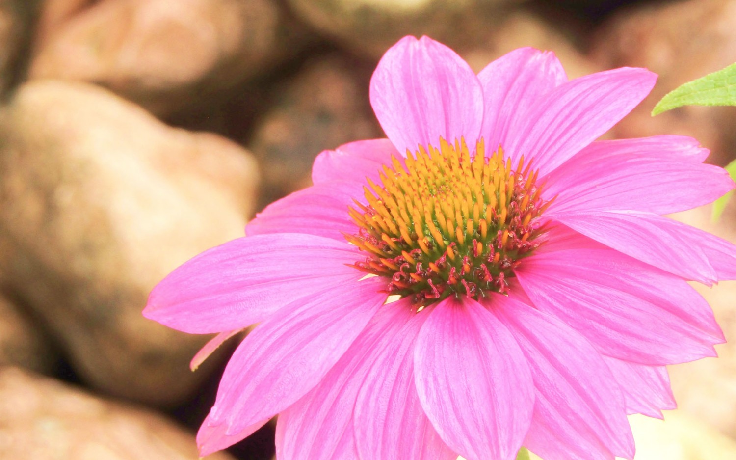 写了两个随机小姐姐视频的Api代码