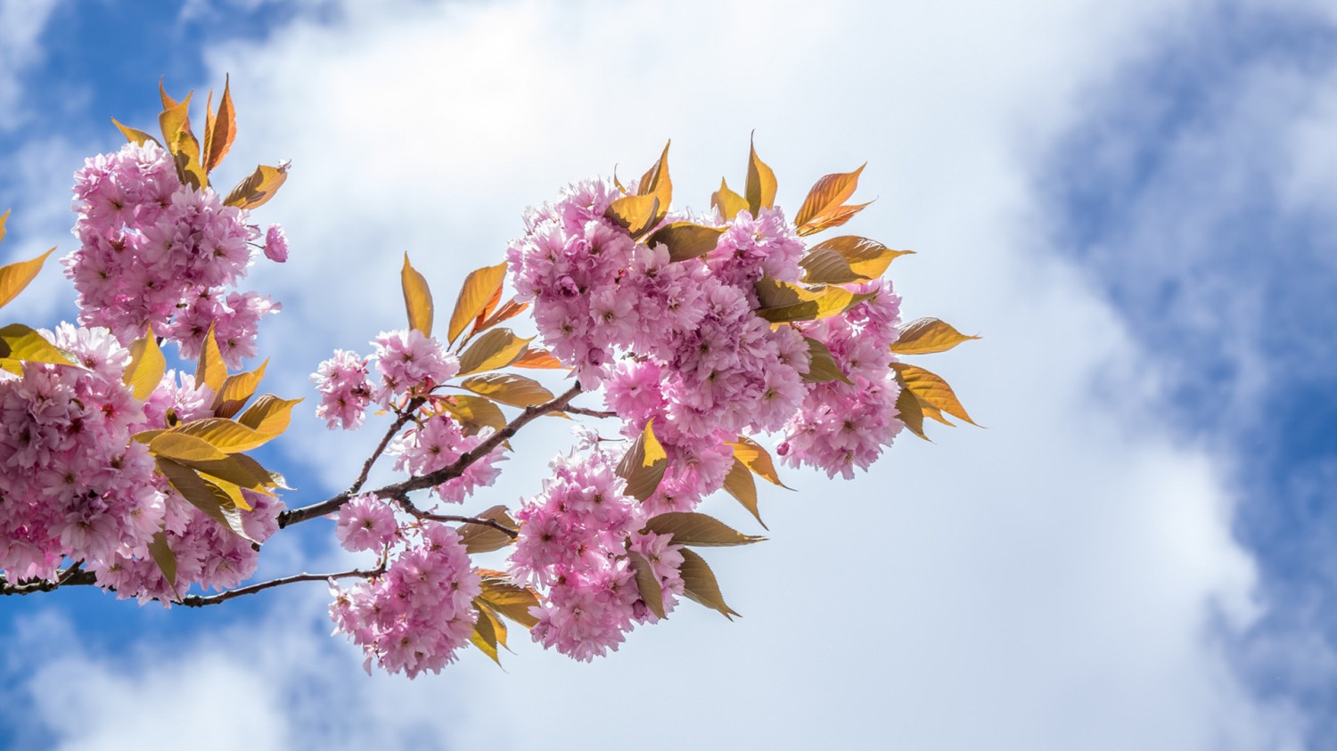 写了两个随机小姐姐视频的Api代码