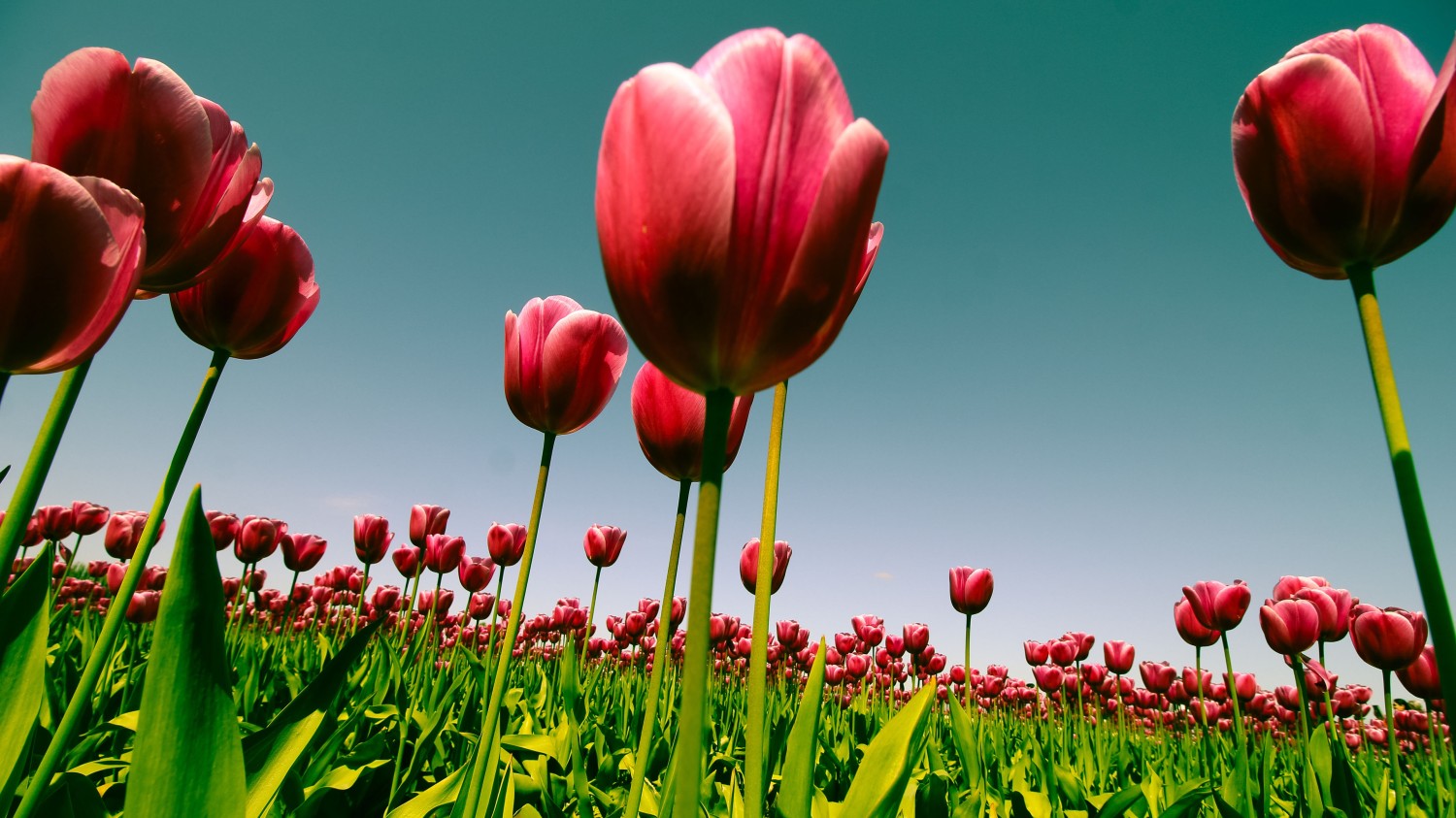 搭建个人防盗链图床