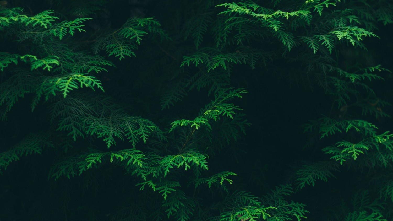 新手该如何使用GPT生成适合自己的代码