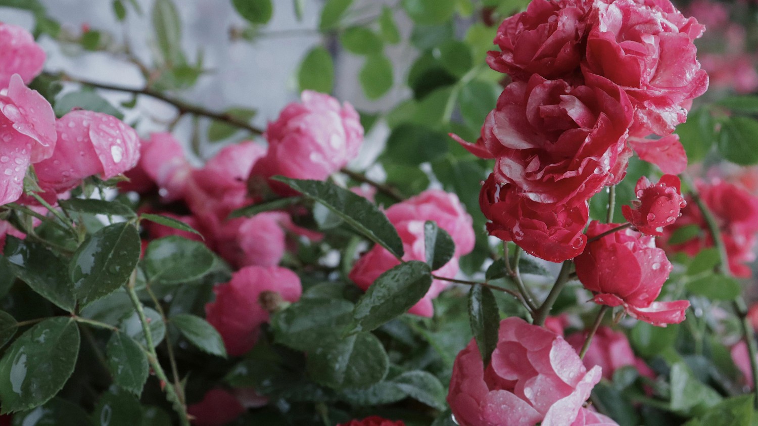 开源简易站点统计2.0