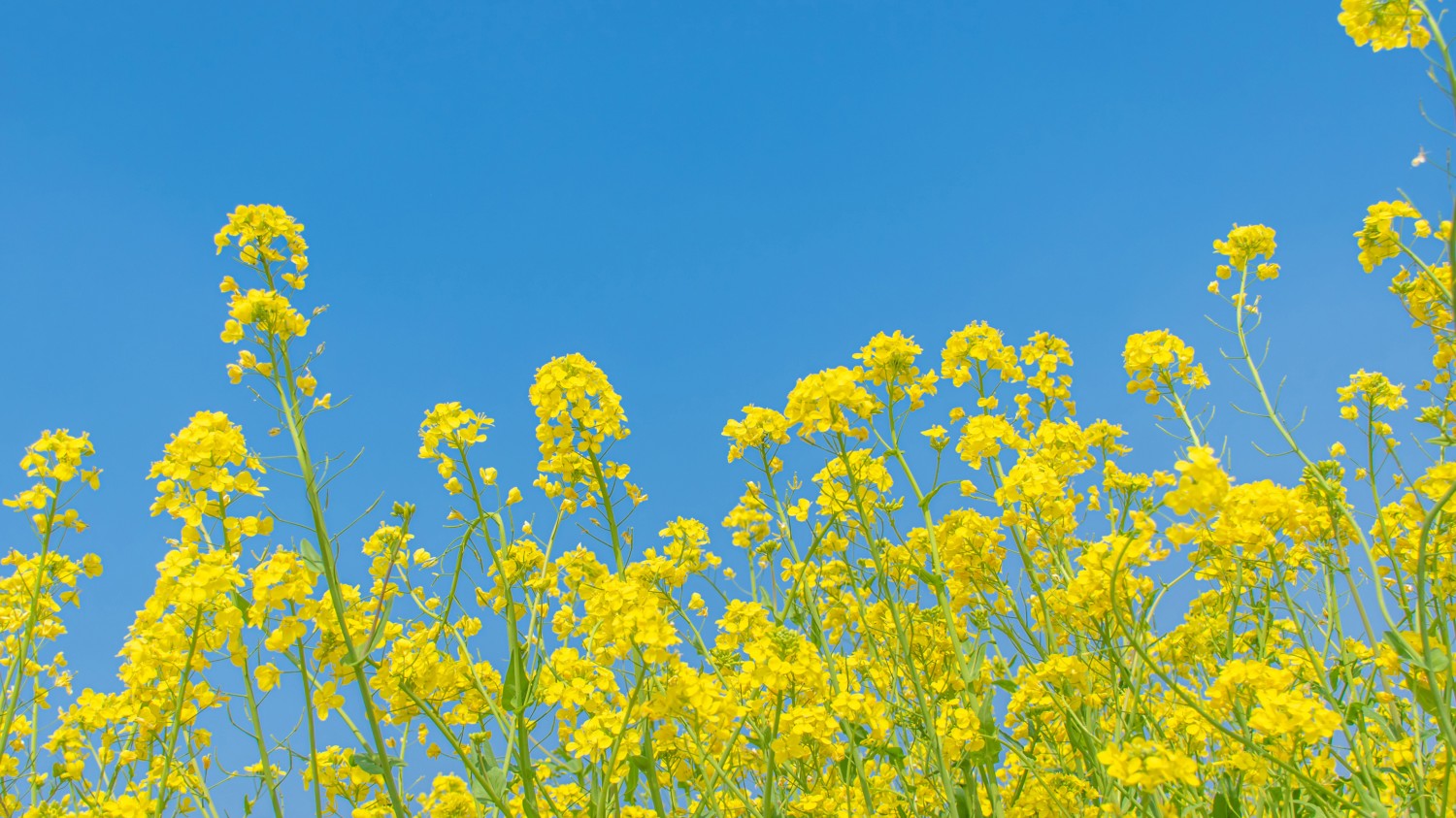 网址小工具收藏夹