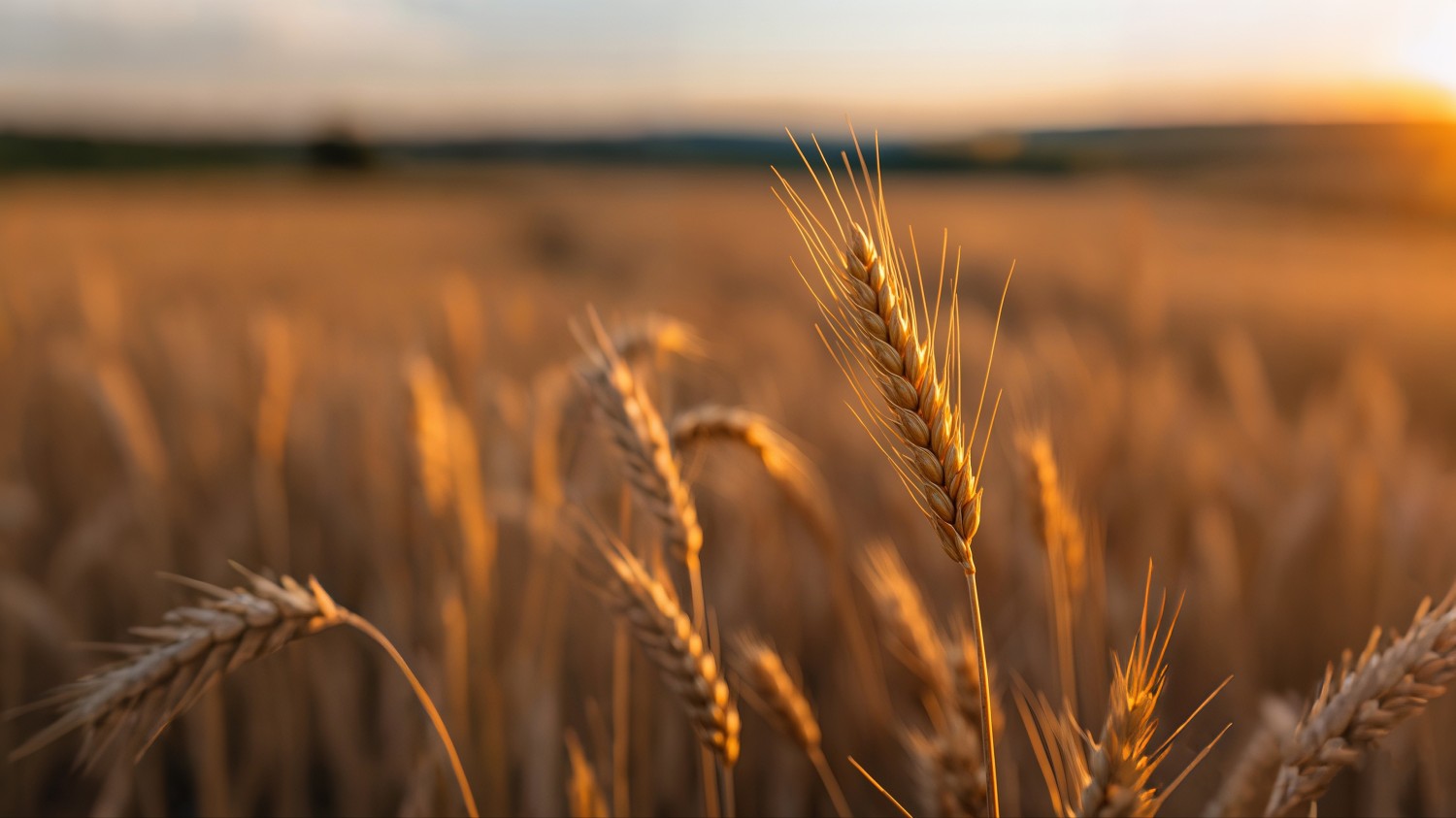 写了两个随机小姐姐视频的Api代码