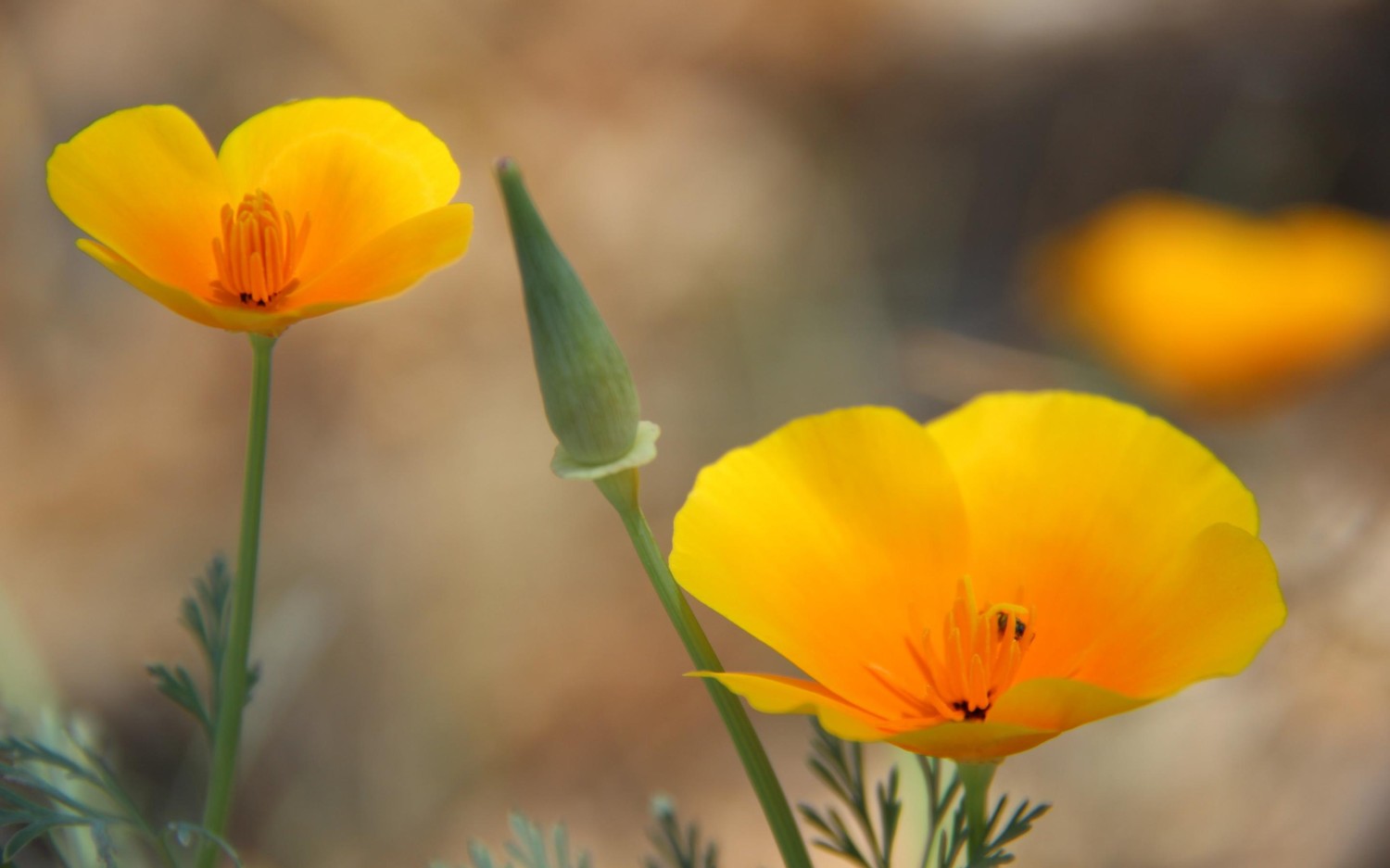 写了两个随机小姐姐视频的Api代码
